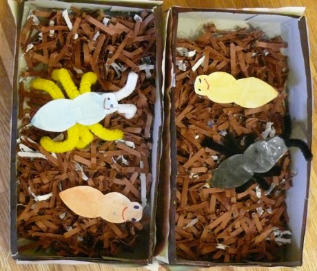 Spřátelená mraveniště Áji a Martínka