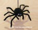 Pavouk černý